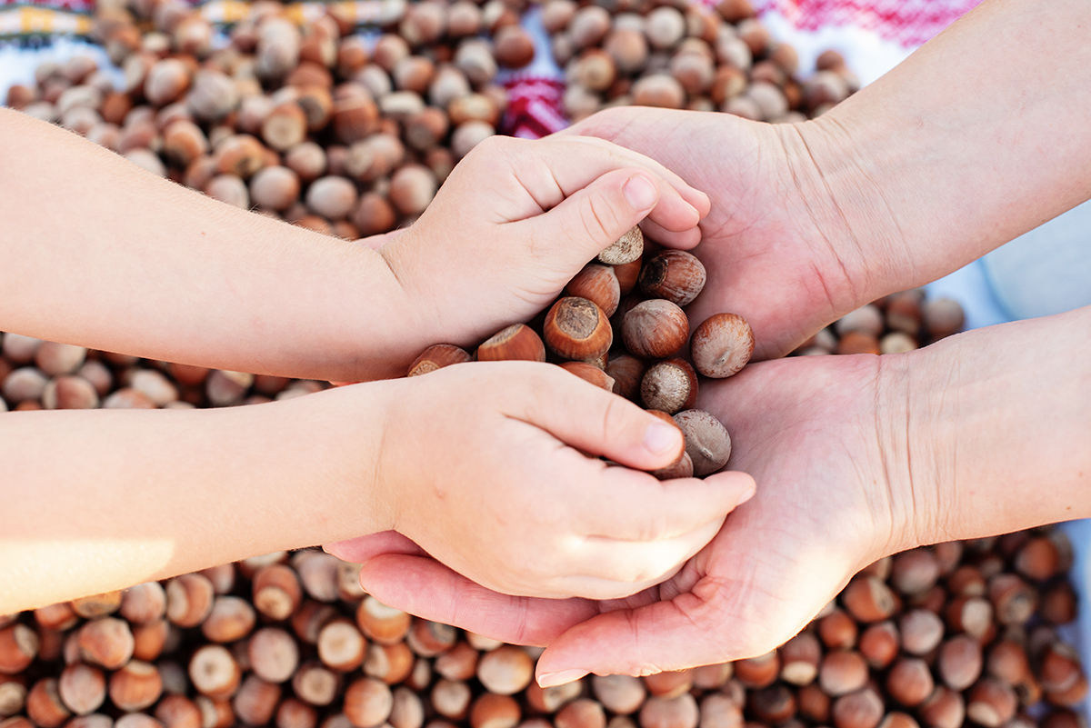 about-hazelnuts-hands